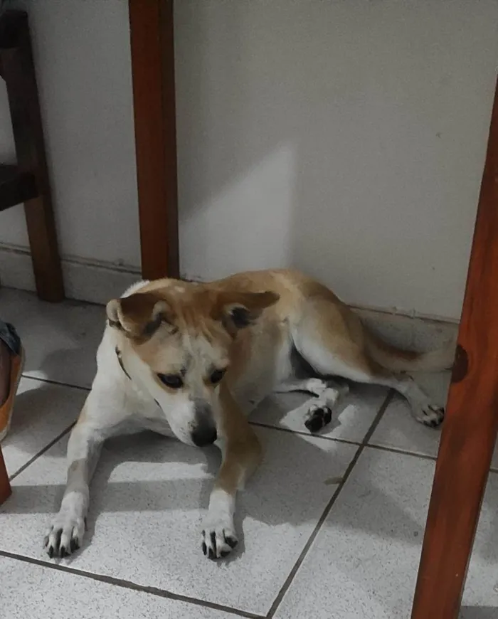 Cachorro ra a vira lata idade 1 ano nome Atena