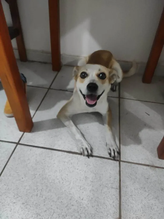 Cachorro ra a vira lata idade 1 ano nome Atena