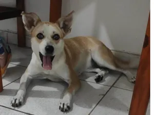 Cachorro raça vira lata idade 1 ano nome Atena