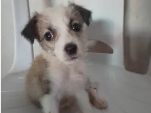 Cachorro raça Poodle com vira - lata. idade 2 a 6 meses nome Pandora