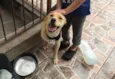 Cachorro raça SRD-ViraLata idade 3 anos nome Jade