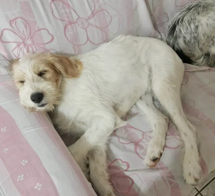 Cachorro raça  Belissimos idade 7 a 11 meses nome  Tuco & Teco