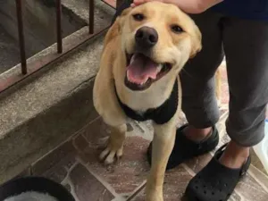 Cachorro raça SRD-ViraLata idade 3 anos nome Jade