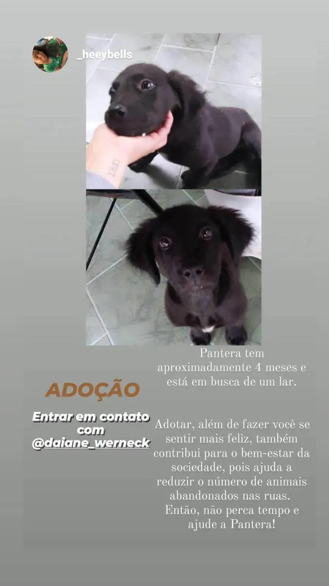 Cachorro raça SRD-ViraLata idade 2 a 6 meses nome Pantera 