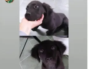 Cachorro raça SRD-ViraLata idade 2 a 6 meses nome Pantera 