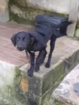 Pantera 