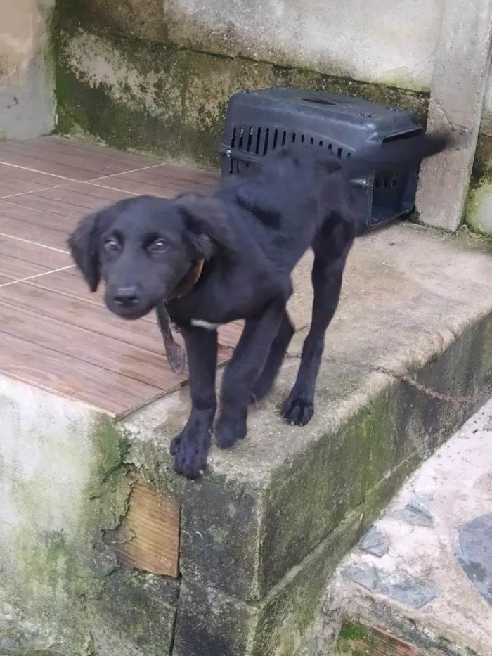 Cachorro raça SRD-ViraLata idade 2 a 6 meses nome Pantera 