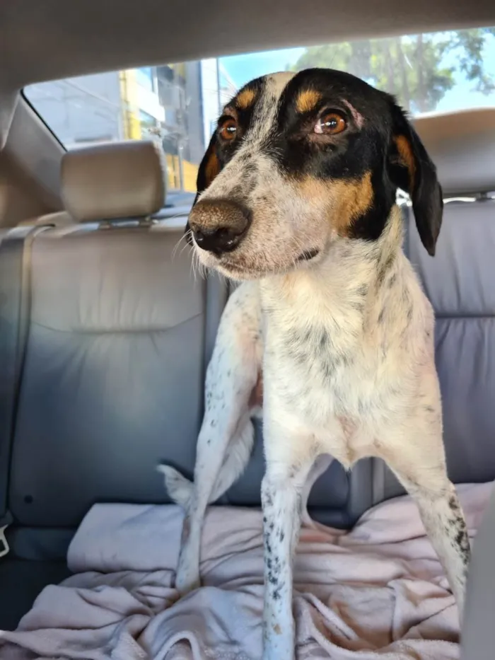 Cachorro ra a SRD-ViraLata idade 4 anos nome Clementina