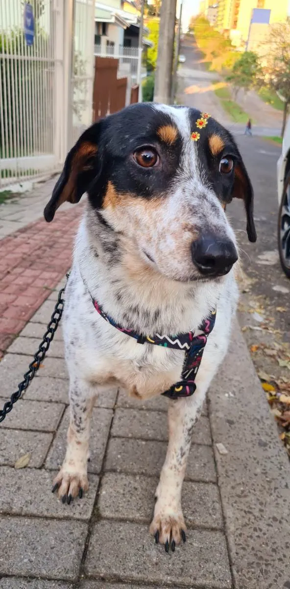 Cachorro ra a SRD-ViraLata idade 4 anos nome Clementina