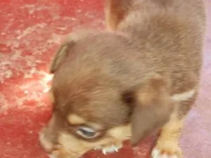 Cachorro raça SRD-ViraLata idade Abaixo de 2 meses nome Antonio
