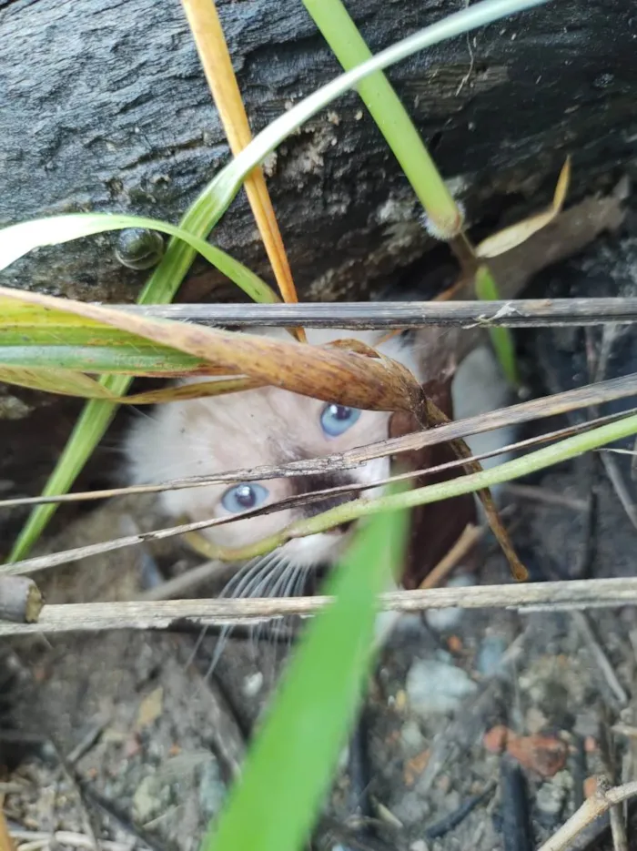 Gato ra a  idade 2 a 6 meses nome Frajola 