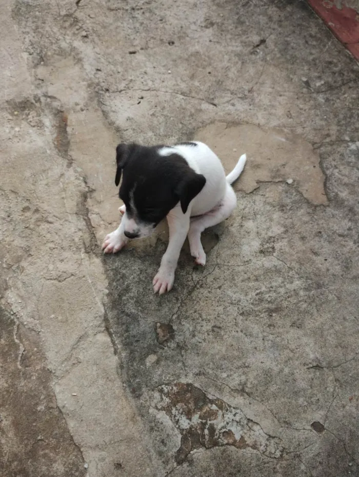 Cachorro ra a SRD-ViraLata idade Abaixo de 2 meses nome Escubi