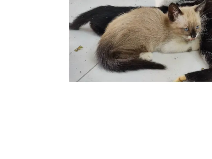 Gato ra a  idade 2 a 6 meses nome Frajola 
