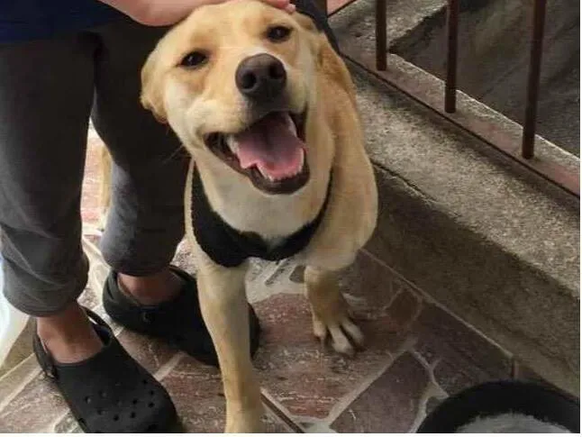 Cachorro raça SRD-ViraLata idade 3 anos nome Jade