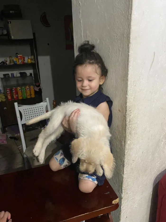 Cachorro ra a SRD-ViraLata idade 1 ano nome Luna