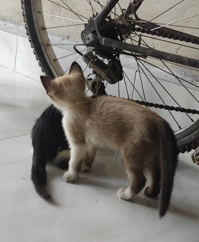Gato ra a  idade 2 a 6 meses nome Frajola 