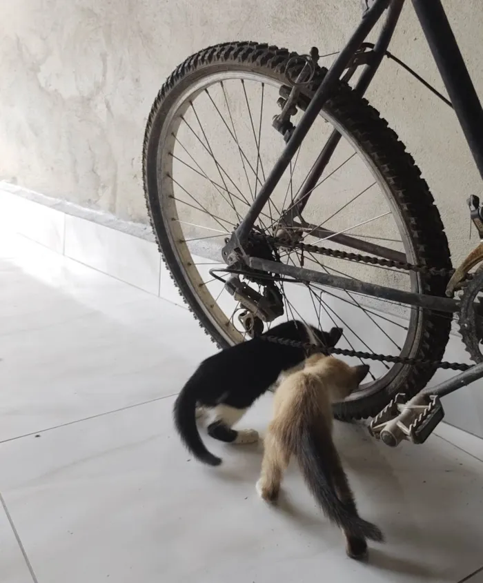 Gato ra a  idade 2 a 6 meses nome Frajola 