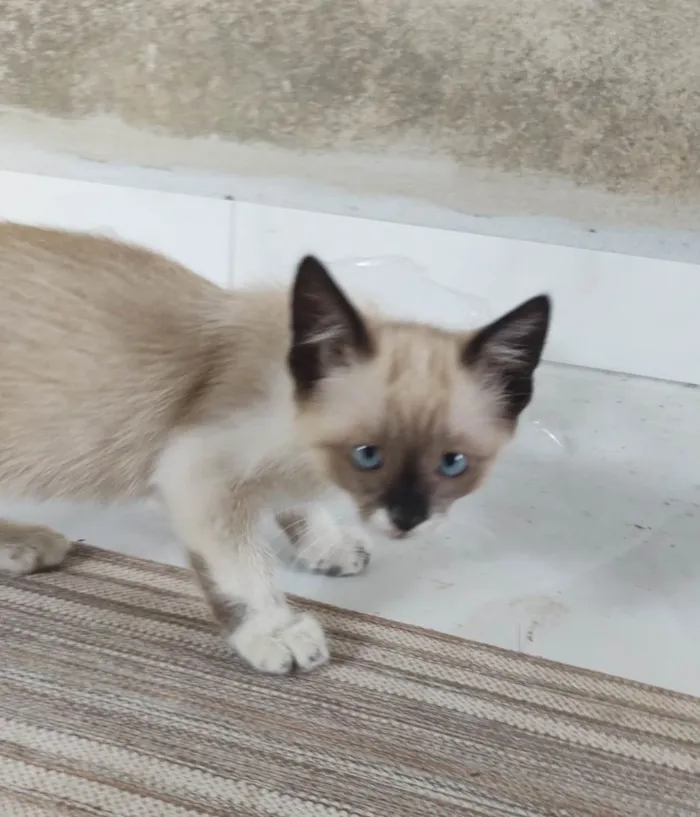 Gato ra a  idade 2 a 6 meses nome Frajola 
