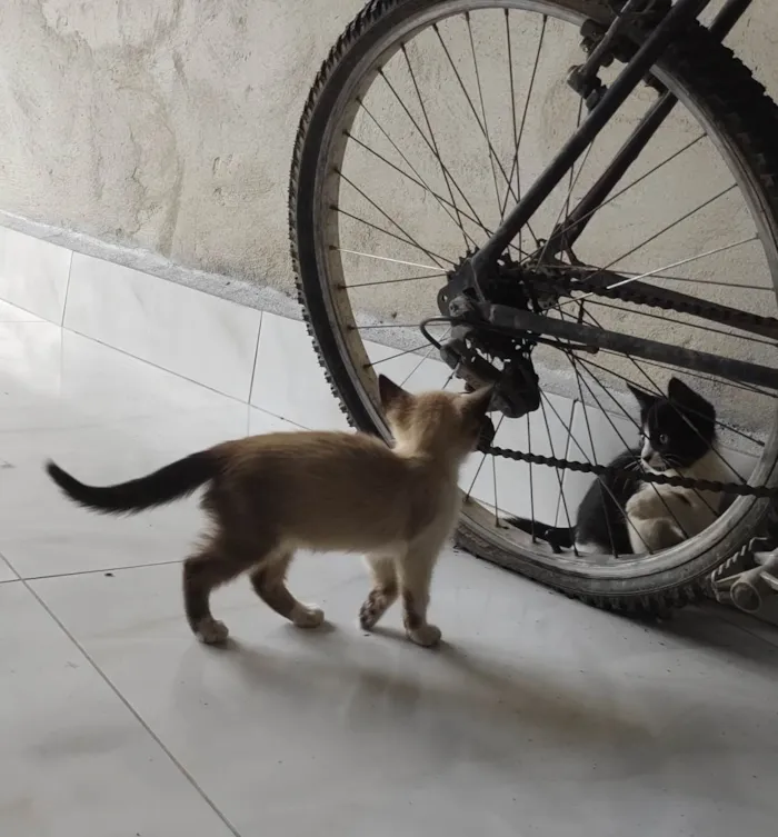 Gato ra a  idade 2 a 6 meses nome Frajola 