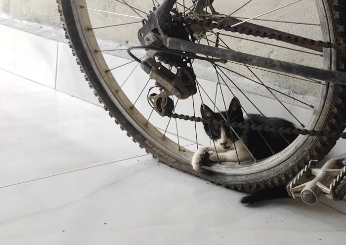 Gato ra a  idade 2 a 6 meses nome Frajola 