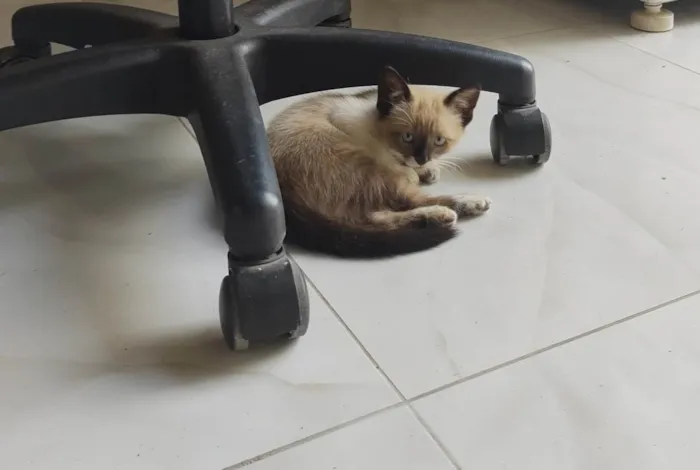 Gato ra a  idade 2 a 6 meses nome Frajola 