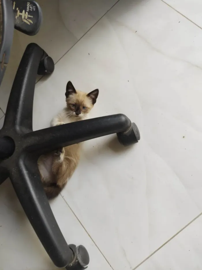 Gato ra a  idade 2 a 6 meses nome Frajola 