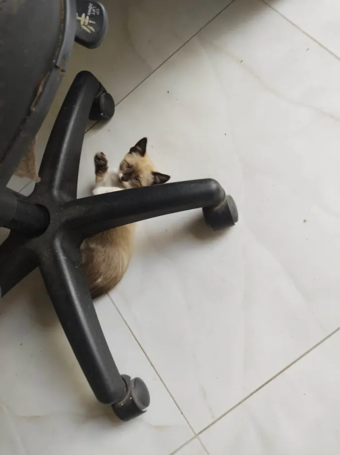 Gato ra a  idade 2 a 6 meses nome Frajola 