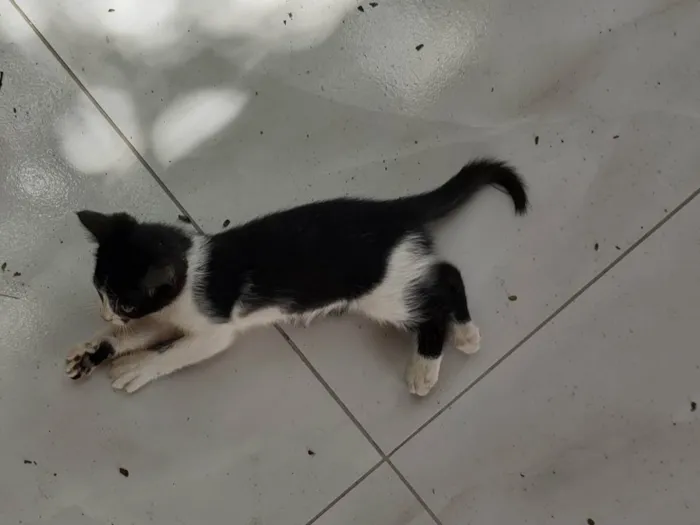 Gato ra a  idade 2 a 6 meses nome Frajola 