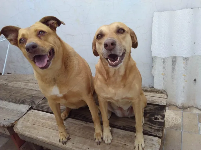 Cachorro ra a SRD idade 5 anos nome lala