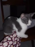Don Gato