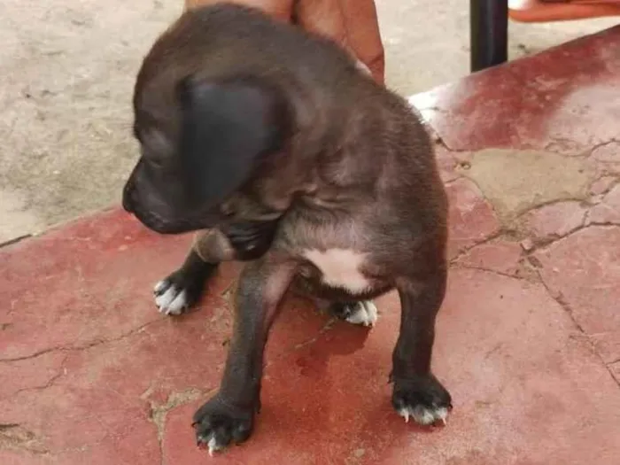 Cachorro ra a SRD-ViraLata idade Abaixo de 2 meses nome Pretinho