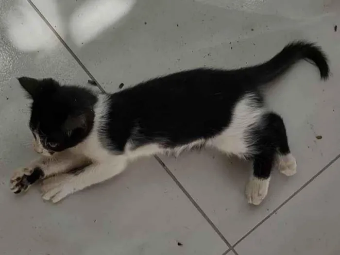 Gato ra a  idade 2 a 6 meses nome Frajola 