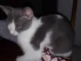 Don Gato