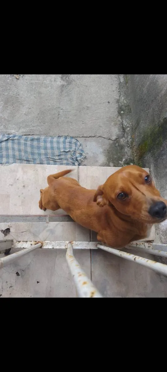 Cachorro raça dachshud salsicha  idade 2 anos nome Raul