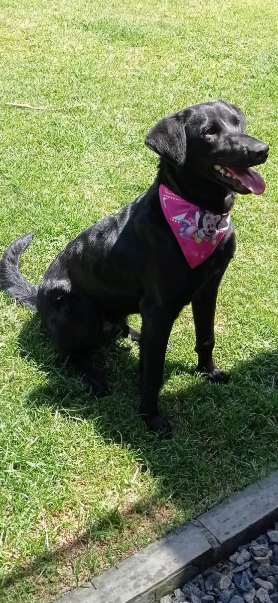 Cachorro ra a SRD-ViraLata idade 7 a 11 meses nome Sindy