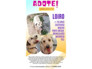 Cachorro raça SRD-ViraLata idade 6 ou mais anos nome Lorinho