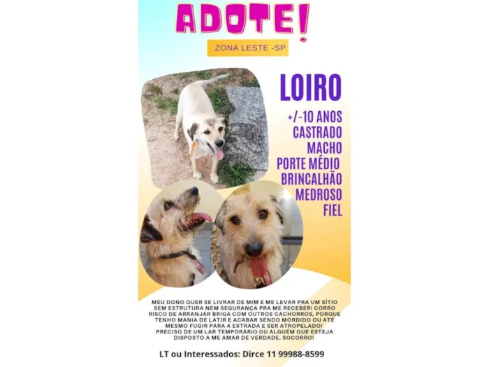 Cachorro ra a SRD-ViraLata idade 6 ou mais anos nome Lorinho