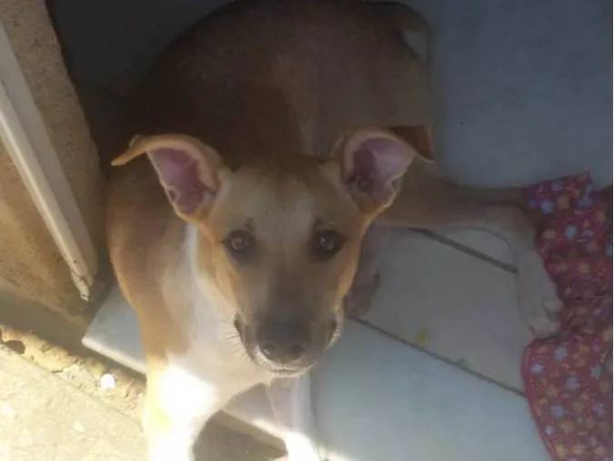 Cachorro ra a vira lata idade 2 a 6 meses nome rasther