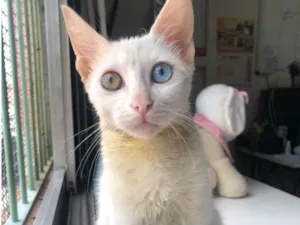 Gato raça Srd idade 2 a 6 meses nome Gin