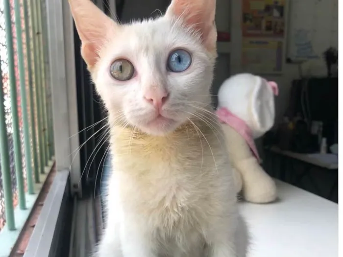 Gato raça Srd idade 2 a 6 meses nome Gin