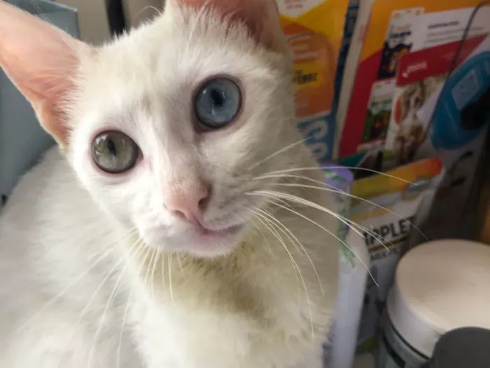 Gato raça Srd idade 2 a 6 meses nome Gin