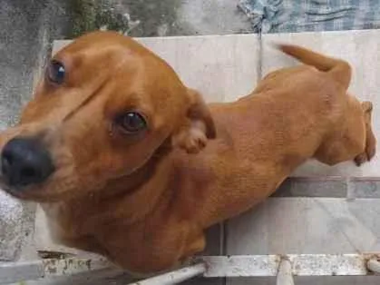 Cachorro raça dachshud salsicha  idade 2 anos nome Raul