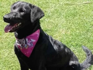 Cachorro raça SRD-ViraLata idade 7 a 11 meses nome Sindy