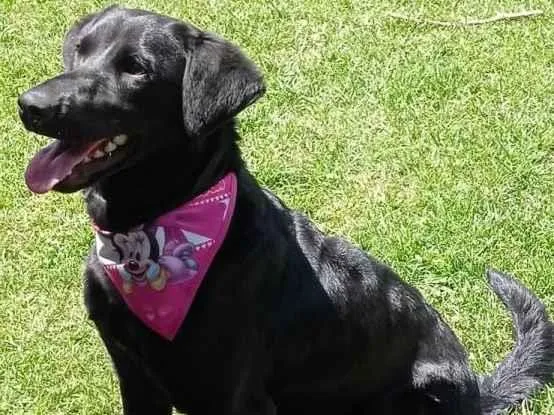 Cachorro ra a SRD-ViraLata idade 7 a 11 meses nome Sindy