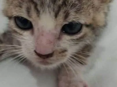 Gato raça SRD-ViraLata idade Abaixo de 2 meses nome Sem nome 