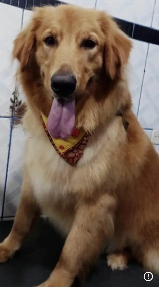 Cachorro ra a Goden idade 3 anos nome Duk