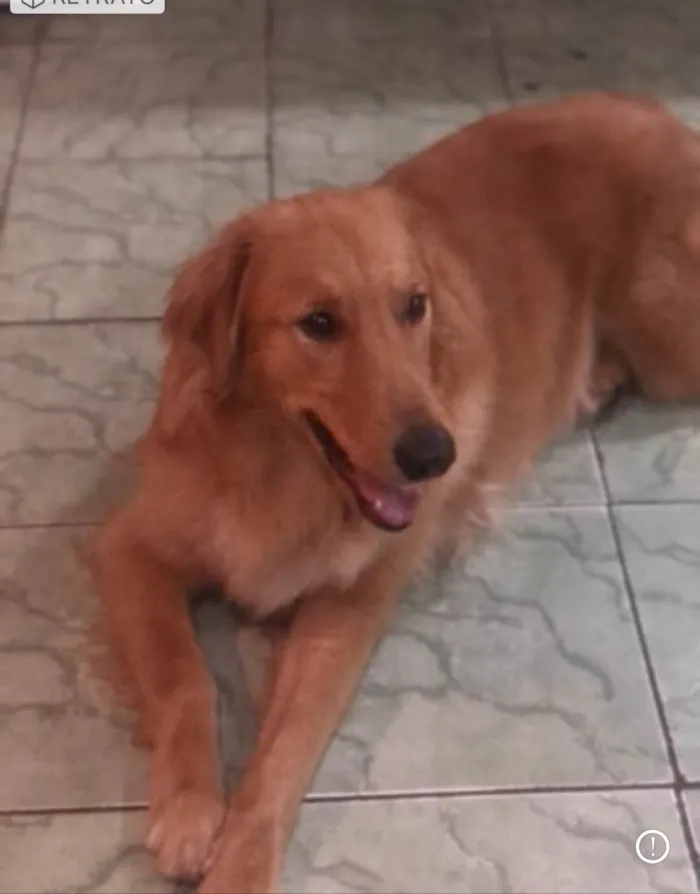 Cachorro ra a Goden idade 3 anos nome Duk