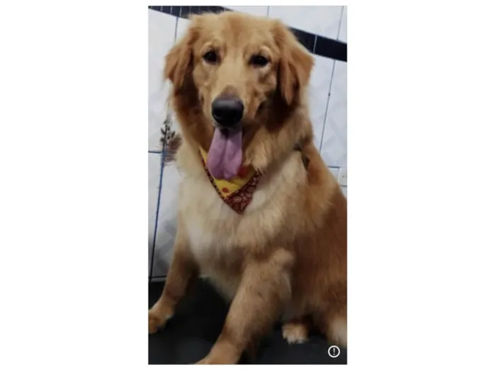 Cachorro ra a Goden idade 3 anos nome Duk