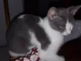 Don Gato
