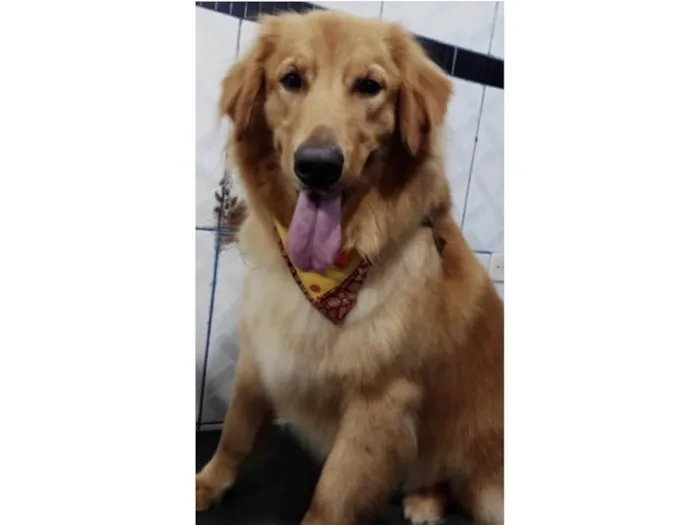 Cachorro ra a Goden idade 3 anos nome Duk